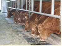 casiraghi azienda agricola